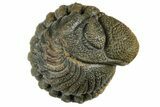 Wide, Enrolled, Morocops Trilobite - Very Pustulous #224264-3
